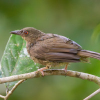 Red-eyed Bulbul